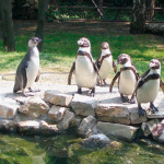Pinguino di Humboldt