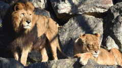 LION - Panthera leo