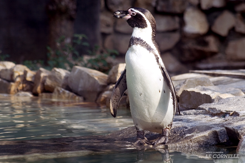 Pinguino di Humboldt
