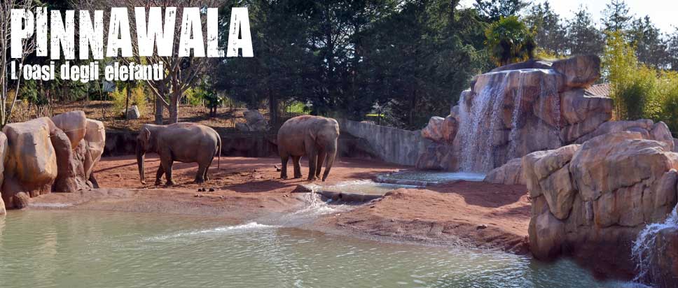 Pinnawala - l'oasi degli elefanti