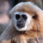 Gibbone dalle mani bianche