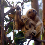 Gibbone dalle mani bianche