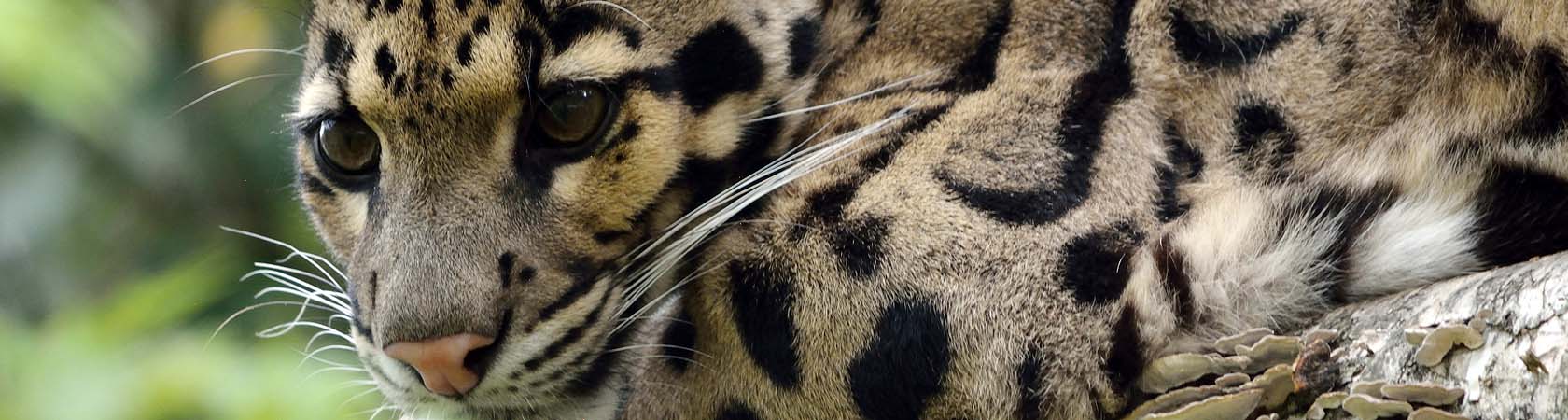 Leopardo Nebuloso
