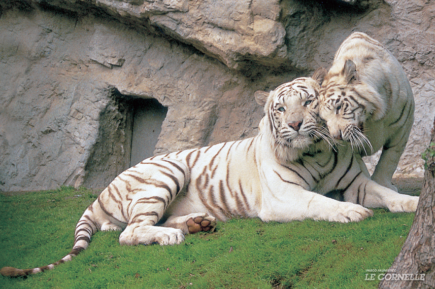 TIGRE DEL BENGALA Parco Faunistico Le Cornelle TIGRE DEL BENGALA Parco Faunistico Le Cornelle