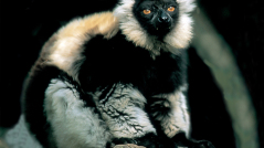 Lemure variegato