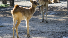 Antilope di Maria Gray