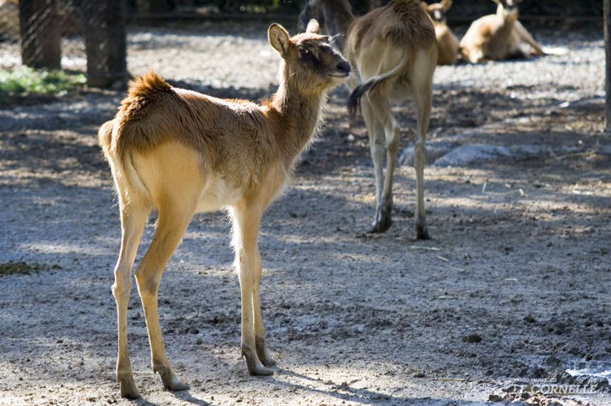 Antilope di Maria Gray