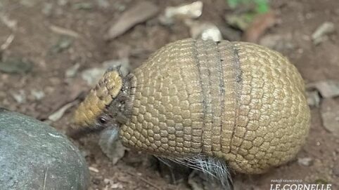 armadillo