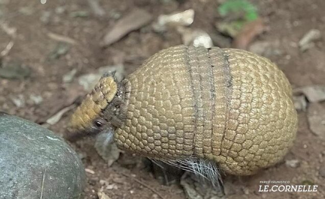 armadillo